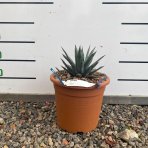 Agáve (Agave) ‘LITTLE PENGUIN’ - výška 15-20 cm, Ø 20-30 cm, kont. C6L (-5°C)